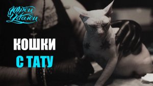 ПОЯСНЯЮ ЗА КОШЕК. Юрец Удалец