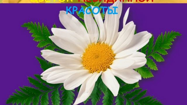 Ромашки счастья (Харцызская центральная библиотека, сектор читального зала)