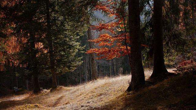 Cello Sonata n.1 in F major, Op.5 n.1 - Ludwig van Beethoven 🎵 смотреть онлайн