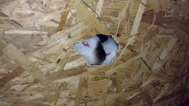 Кролики И ОСБ плита смотреть онлайн