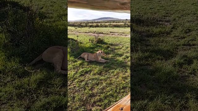 САФАРИ в парке Масаи Мара: КЕНИЯ смотреть онлайн