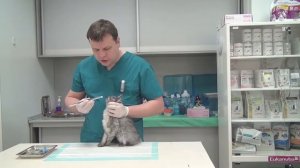 Как дать таблетку  кошке? Часть первая