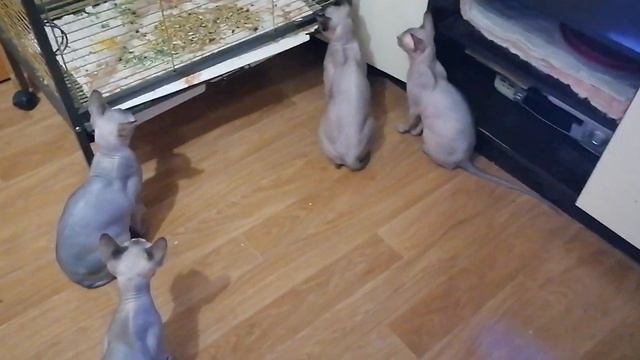 Сфинксы и попугай смотреть онлайн
