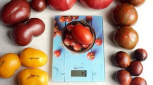 ЭТОТ ТОМАТ НЕ ТРЕЩИТ ДАЖЕ ПОСЛЕ СИЛЬНЫХ ДОЖДЕЙ! СОРТ РИО ГРАНДЕ