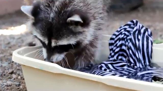 Енот Полоскун стирает смотреть онлайн