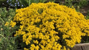 Многолетники - низкорослые, лучшая двадцатка для клумб, альпийских горок, рокариев - часть 1.