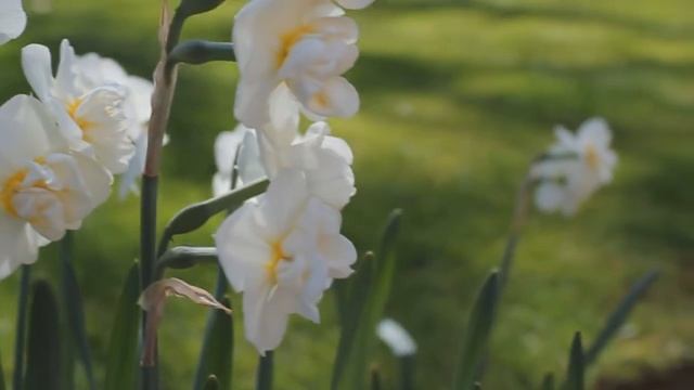 Canon 550d/ T2i + Deshaker (Virtual Dub) смотреть онлайн