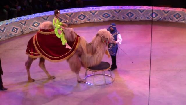 Национальный цирк тренированный верблюд смотреть онлайн
