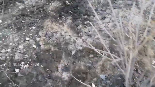 Vlog / Домашний влог. Стеклянница погубила куст смородины. смотреть онлайн