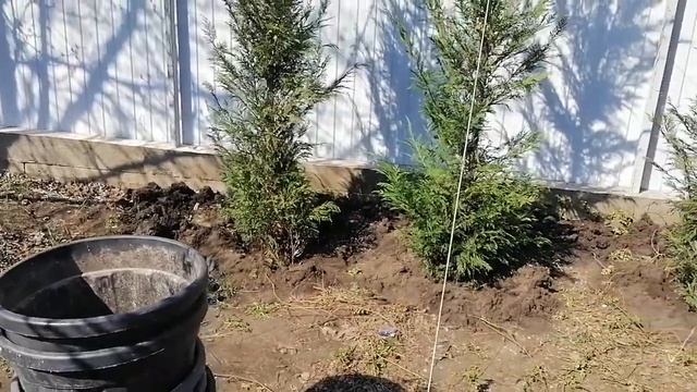 Живая изгородь из Купрессоципариса. Посадка крупномеров. смотреть онлайн