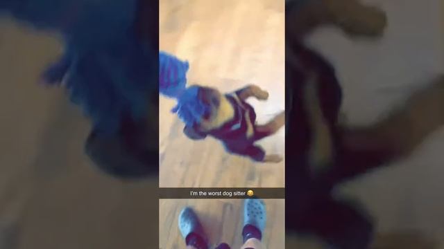 How to be dog sitter! смотреть онлайн