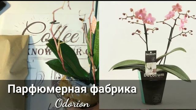 ОРХОРАЙ / ПОСЫЛКА С ОРХИДЕЯМИ из ГОЛЛАНДИИ / Парфюмерная фабрика DIFFUSION, ODORION / LIODORO смотреть онлайн