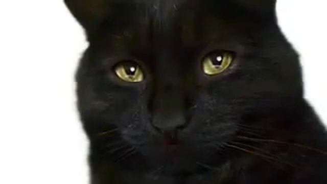 Видеорезюме. Авто с водителем в аренду. Водитель с авто. Компаньон. Помощник. смотреть онлайн