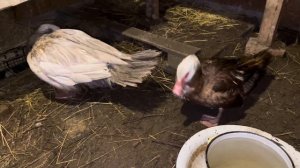 Утка села на яйца из завести к курице!