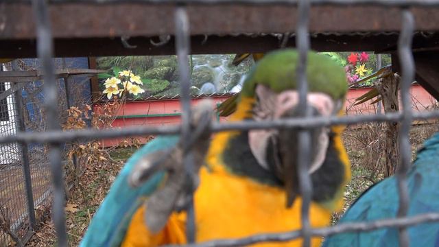 Как УГОСТИТЬ сразу ВСЕХ попугаев АРА?🦜🦜🦜🌰 Кто кого громче ПЕРЕКРИЧИТ?🤣 смотреть онлайн