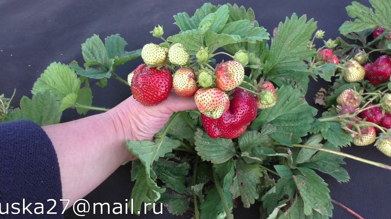 чамора турусси