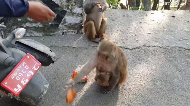 Feeding a group of monkey Bakery items cake bread buns || A real man feeding group of monkey смотреть онлайн