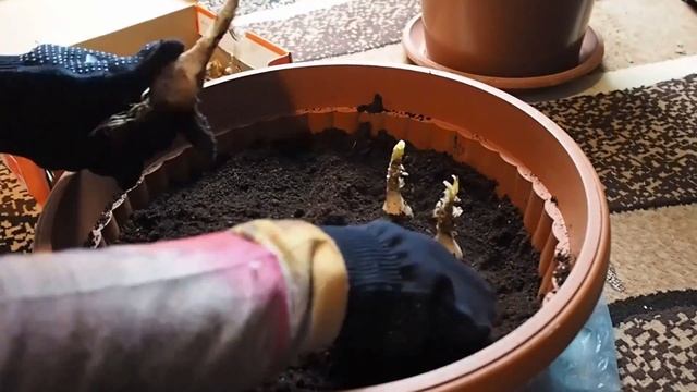Jak Sadzić Nerinę Bowdenii, Różową Królową Jesieni