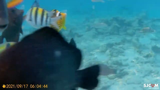 sjcam sj6 legend  экшен камера. Съёмки под водой. Шарм-эль-шейх