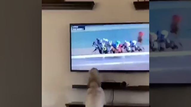 Видео,приколы,юмор,смех смотреть онлайн