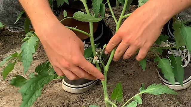 Gourmands plant de tomate. Est-ce qu’il faut tailler ou pas? смотреть онлайн