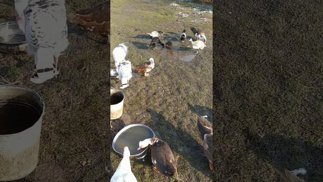 индоутки, индийский бегунок и дикая утка смотреть онлайн