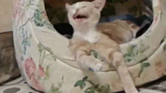 Милая котейка по имени Рада смотреть онлайн