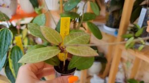 УРА! Новые хойечки в моей коллекции. Результат укоренения спустя 2 недели!Обзор цветения хой.