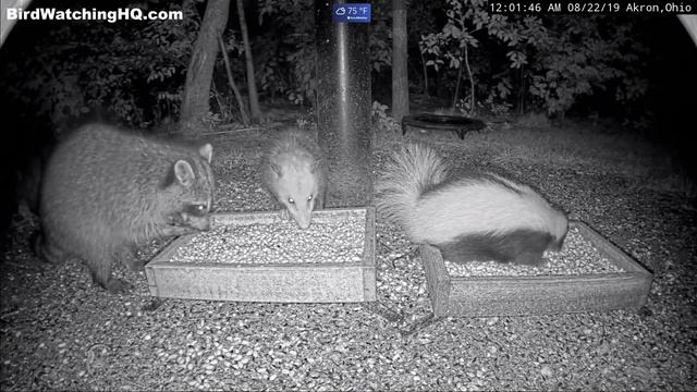Raccoons, Skunks, An Opossum And A Groundhog Eating Together At BWHQ