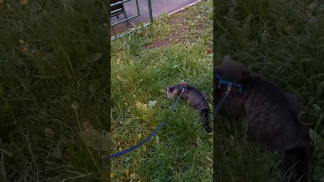 Как гулять с котом смотреть онлайн