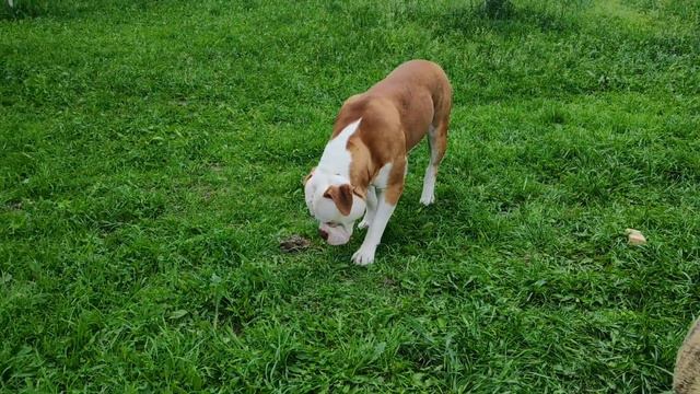 Американский бульдог\Аквапарк в деревне\Жарко\American Bulldog \ Waterpark in the village \ Hot смотреть онлайн