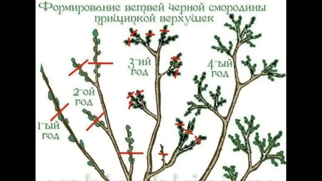 ОБРЕЗКА КУСТОВ ЧЕРНОЙ СМОРОДИНЫ. Теория и практика смотреть онлайн