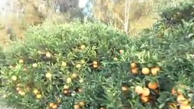 Цитрусовые тайны садов "Yaffo". Мандарины! смотреть онлайн