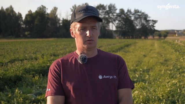 Гибриды арбуза Сингента. Опыт выращивания в ФХ "Бахча Гринько". смотреть онлайн