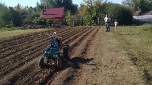 КАРТОФЕЛЕКОПАЛКА ККМ-1 КОПАЕТ САМА БЕЗ ЧЕЛОВЕКА. ГРОХОТНАЯ КАРТОФЕЛЕКОПАЛКА ККМ-1+МОТОБЛОК НЕВА .