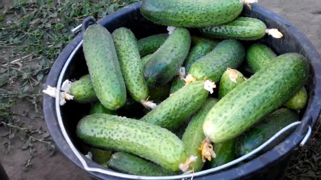√84 посадили вот такой огурец-ужастик)) смотреть онлайн