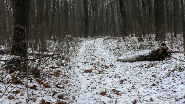 Зимний лес.? смотреть онлайн