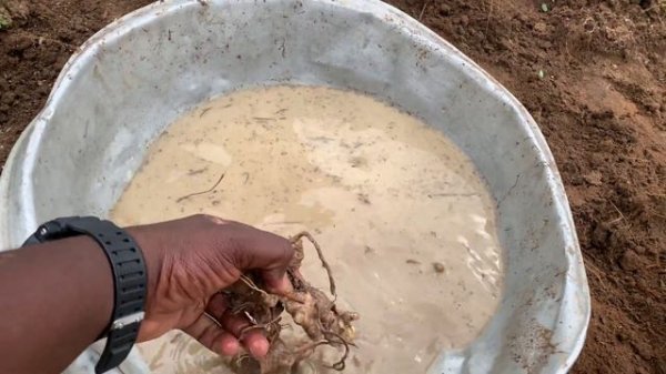 Challenges Of Growing Ginger after Ploughing the Land. 2023 Ginger Cultivation ongoing #viralvideo