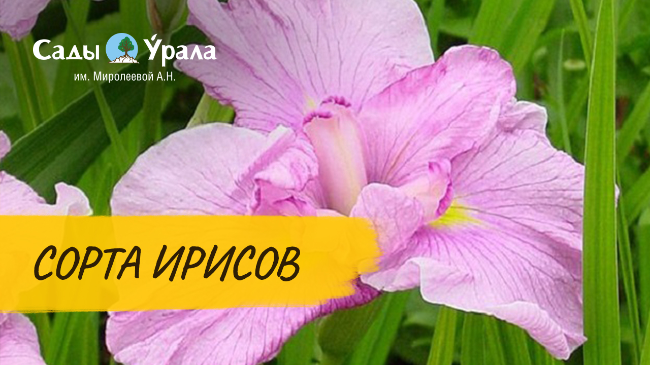 Ирисы в питомнике Сады Урала смотреть онлайн