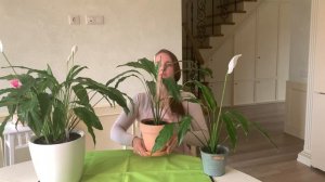 №18. Спатифиллум зацветёт. Не помогают удобрения? Попробуйте это средство.