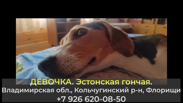Пропала собака! ДЕВОЧКА. Владимирская обл., Кольчугинский р-н, Флорищи смотреть онлайн