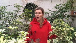 ШЕФФЛЕРА почему чернеют листья ? Уход в домашних условиях ? Популярная Ботаника