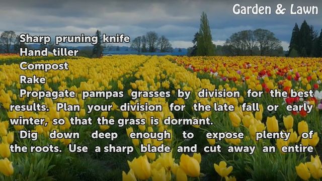 How to Propagate Pampas Grass смотреть онлайн