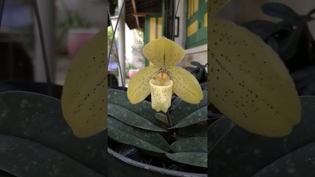 PAPHIOPEDILUM CONCOLOR 22 AGUSTUS 2022