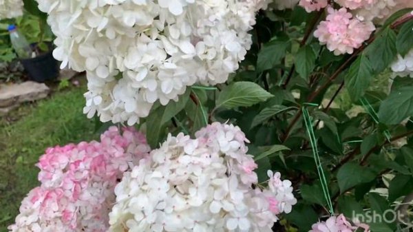 ПОДВЯЗЫВАЮ ВАНИЛУ ФРЕЙЗ