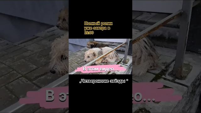 История спасения собачек уже завтра... смотреть онлайн