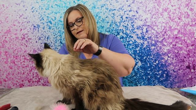 SleekEZ Original Deshedding Grooming Tool for a Happy Cat смотреть онлайн