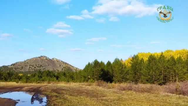 Чага березовый гриб или трутовик скошенный! смотреть онлайн