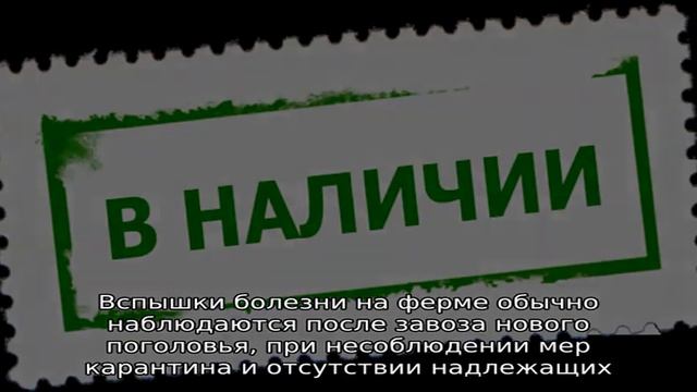 Бруцеллез у крупного рогатого скота смотреть онлайн
