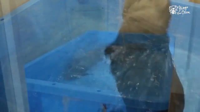 Домашняя выдра. Банный день)). смотреть онлайн